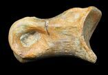 Exceptional Raptor Toe Bone - Aguja Formation, Texas #31533-2